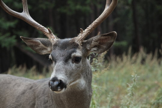 ciervo en yosemite national park