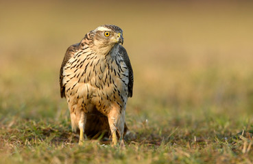 Northern goshawk (Accipiter gentilis) close up
