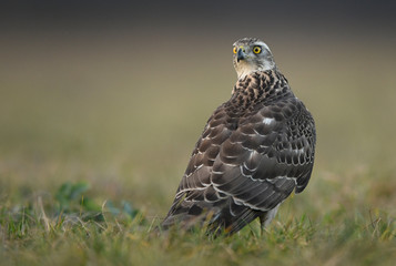 Northern goshawk (Accipiter gentilis) close up