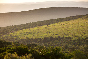 Obraz premium Sunset over valley with herde of elephants in Addo Elephant Park, South Africa