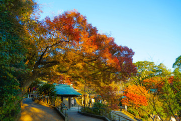 紅葉と鎌倉の街並み