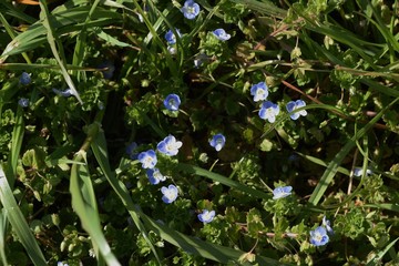 The Veronica persica makes a cobalt blue small flowerbloom a lot at early spring,and is the...