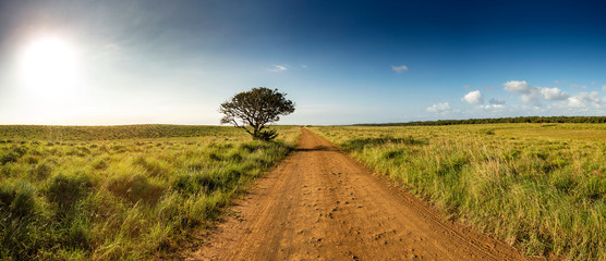 Panoramic view with gravel road and lonley tree into South African Savanna of iSimangaliso Wetland...