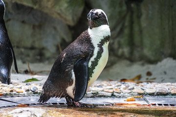 岩場に立つフンボルトペンギンのイメージ