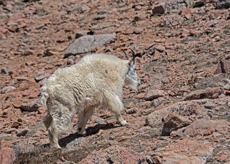 Wild Mountain Goat on Mt. Evans in springtime.