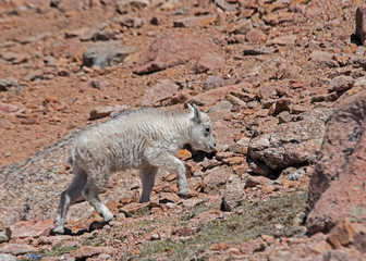 Fototapeta premium Little wild Mountain Goat on Mt. Evans in the spring.