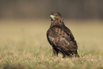 Common buzzard (Buteo buteo) close up