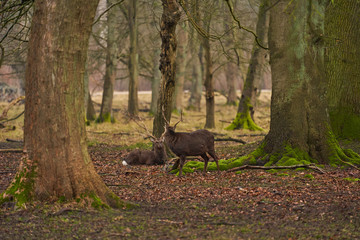 White-tailed deer foraging in park near Copenhagen