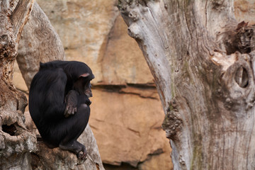 The sadness of a monkey on a tree