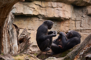 Love of two mothers in the animal kingdom