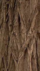 Fototapeta na wymiar vertical relief texture background of the brown bark of a tree. Wallpaper for device