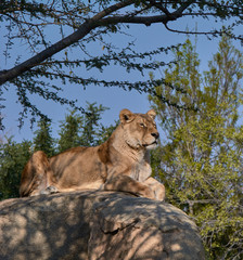 Naklejka premium Lioness on top of a stone watching over their territories