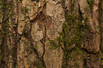 Embossed texture of the brown bark of a tree with green moss and lichen on it. Expanded circular panorama of the bark of an oak