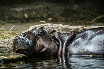 水浴びするカバのイメージ