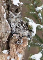 Eastern screech owl camouflaged against tree bark in winter forest