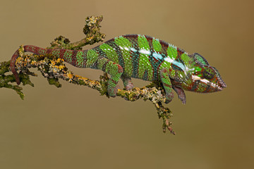 Ambilobe Panther Chameleon (Furcifer pardalis) 
