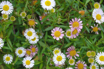 Fototapeta premium White and pink Erigeron flowers on a background of green grass.