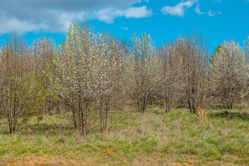 White flowering trees together