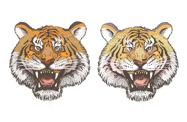Vector image of two tiger heads closeup