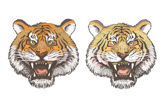 Vector image of two tiger heads closeup