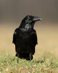 Raven (Corvus corax) close up