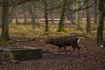 White-tailed deer foraging in park near Copenhagen