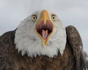 Zelfklevend Fotobehang Bald eagle closeup with open mouth against white winter background © gnagel