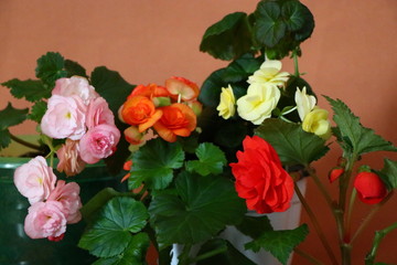 begonia red pink orange yellow flowers home flowers