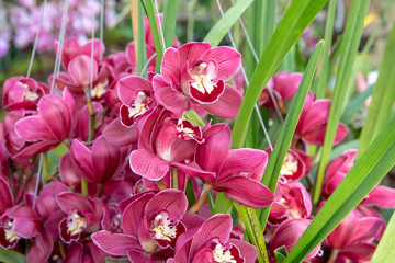 Pink orchids in bloom with green leaves © Natascha