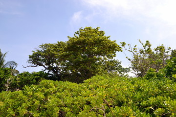 Rainforest on a sunny day