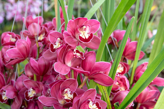 Pink orchids in bloom with green leaves