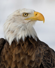 Bald eagle closeup profile portrait against white winter background