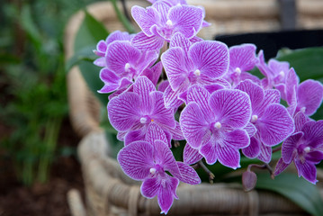 Purple orchids in bloom with green leaves