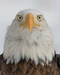 Bald eagle closeup portrait against white winter background