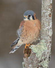 American kestrel perched on bare tree