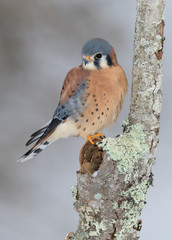 American kestrel perched on bare tree