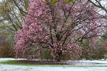 Beautiful spring nature background with blossoming magnolia tree. Close up view of pink magnolia blooming tree during unexpected snowfall in late April. Anomaly weather and climate change concept.