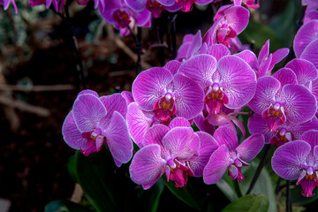 Pink orchids in bloom with green leaves
