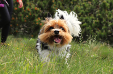 Naughty face of Biewer Terrier. Dog race which is only in Deutchland and czech republic. Biewer Yorkshire Terrier runs. Captured in motion. Open mouth, stick out her tongue. Speed racer. Tiny devil