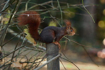 Simpática ardilla en la naturaleza