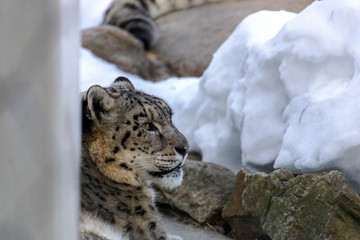 Léopard des neiges au zoo de Granby l'hiver, Québec Canada