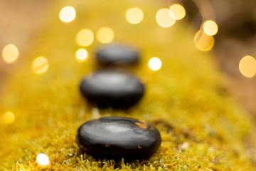 vegetation mousse vert cailloux