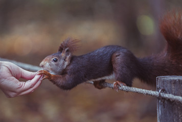 Simpática ardilla comiendo en mano
