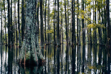 Fototapeta premium Swamp in Cypress Gardens. A Swamp Forest and Its Calm Reflection in Cypress Gardens, Charleston, SC