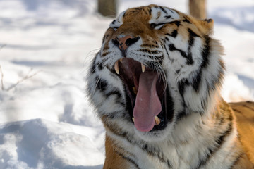 Tigre de l'amour au zoo de Granby l'hiver, Québec Canada