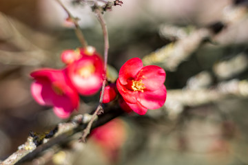 Fototapeta na wymiar fleur rouge chinoise printemps