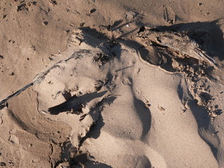 a dead bird half buried in sand