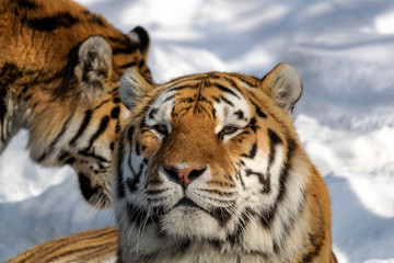Obraz premium Tigre de l'amour au zoo de Granby l'hiver, Québec Canada