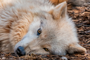 Timber Wolf (Canis Lupus), North America