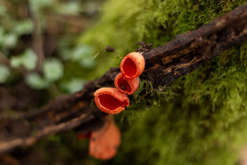 foret naturel champignon rouge